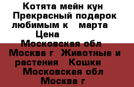 Котята мейн-кун. Прекрасный подарок любимым к 8 марта. › Цена ­ 7 000 - Московская обл., Москва г. Животные и растения » Кошки   . Московская обл.,Москва г.